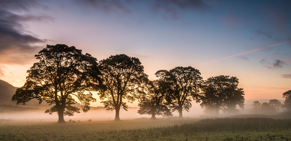 Trees landscape